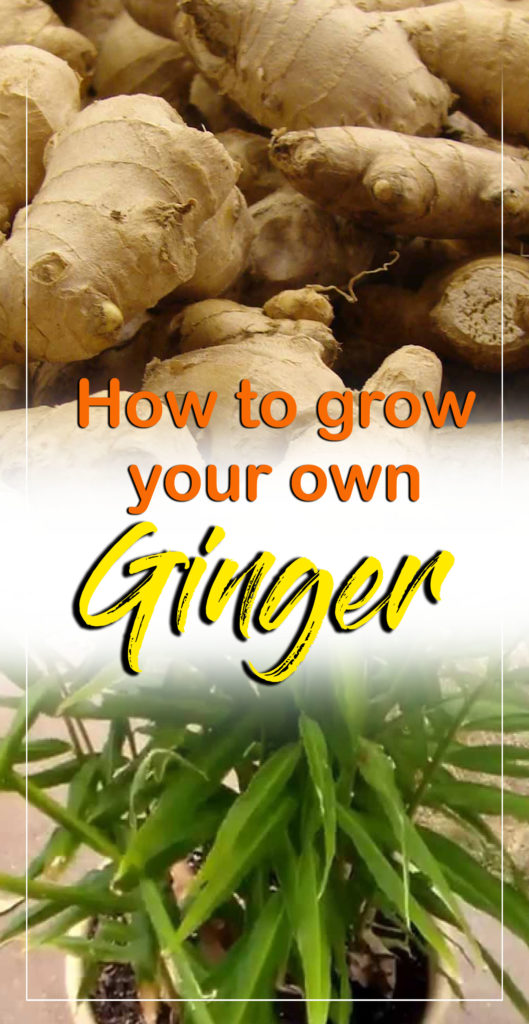 How To Grow Ginger In A Pot Growing Ginger Root Harvest Ginger Root