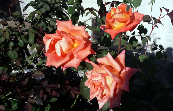 Rose cuttings