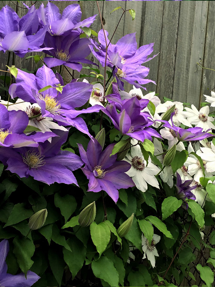 Planting clematis in pots Idea