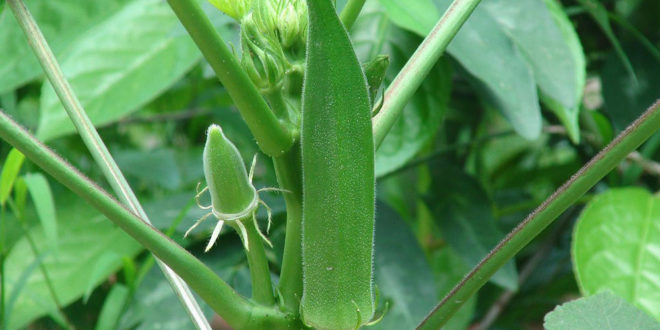 How To Grow Okra In A Pot Okra Cultivation Growing And Care Lady S