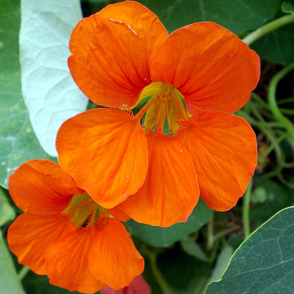 How To Grow Edible Nasturtium Plant Growing And Care Tips Naturebring