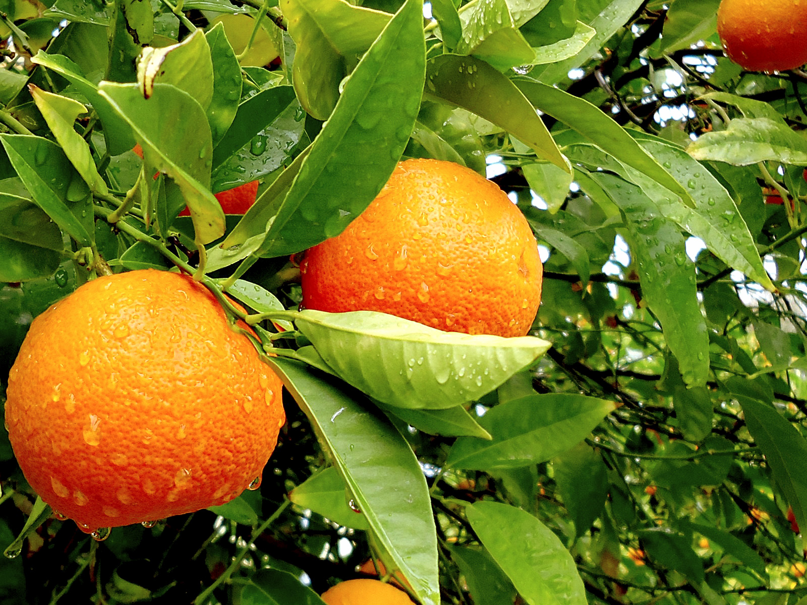 Plant profile - citrus trees - The English Garden
