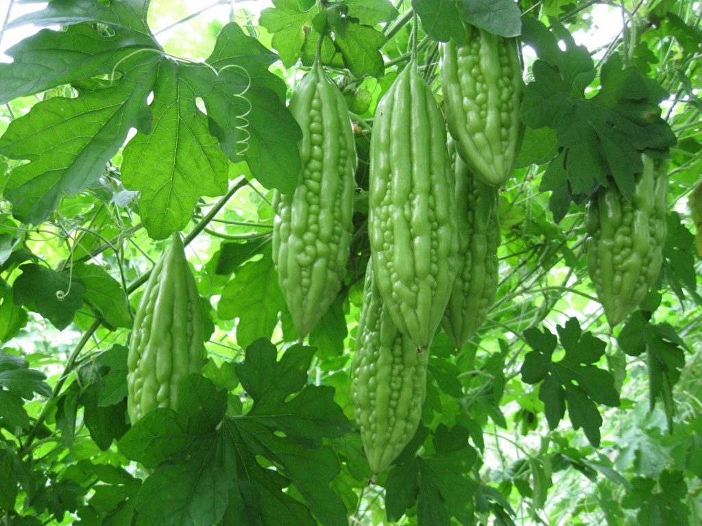 growing-bitter-gourd-from-seed-dreamley