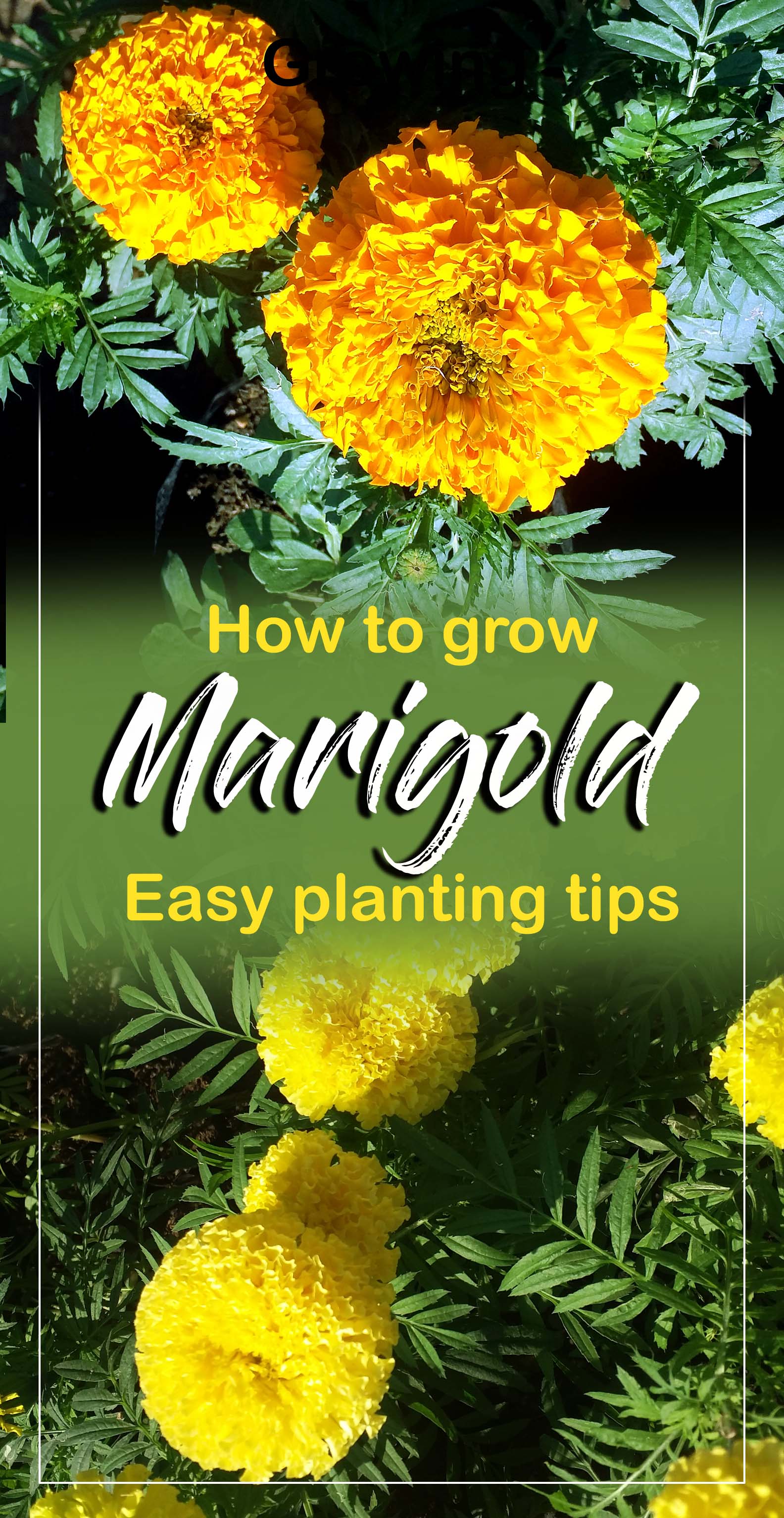 How To Grow Marigold Growing Marigold Plant In A Container Genda