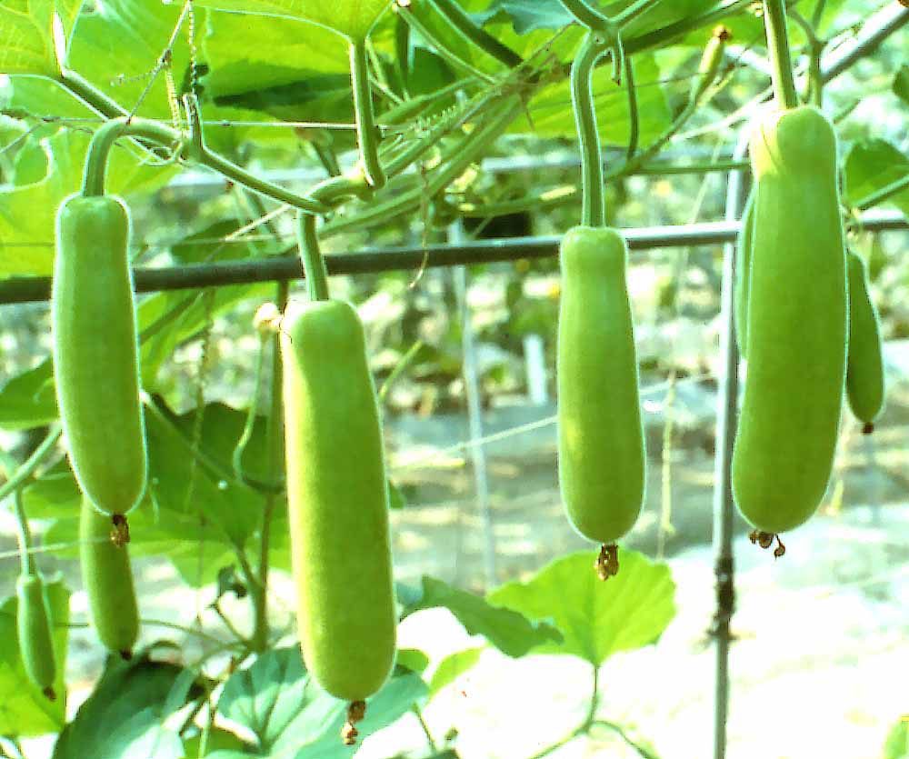 growing-organic-bottle-gourd-bottle-gourd-in-container-naturebring