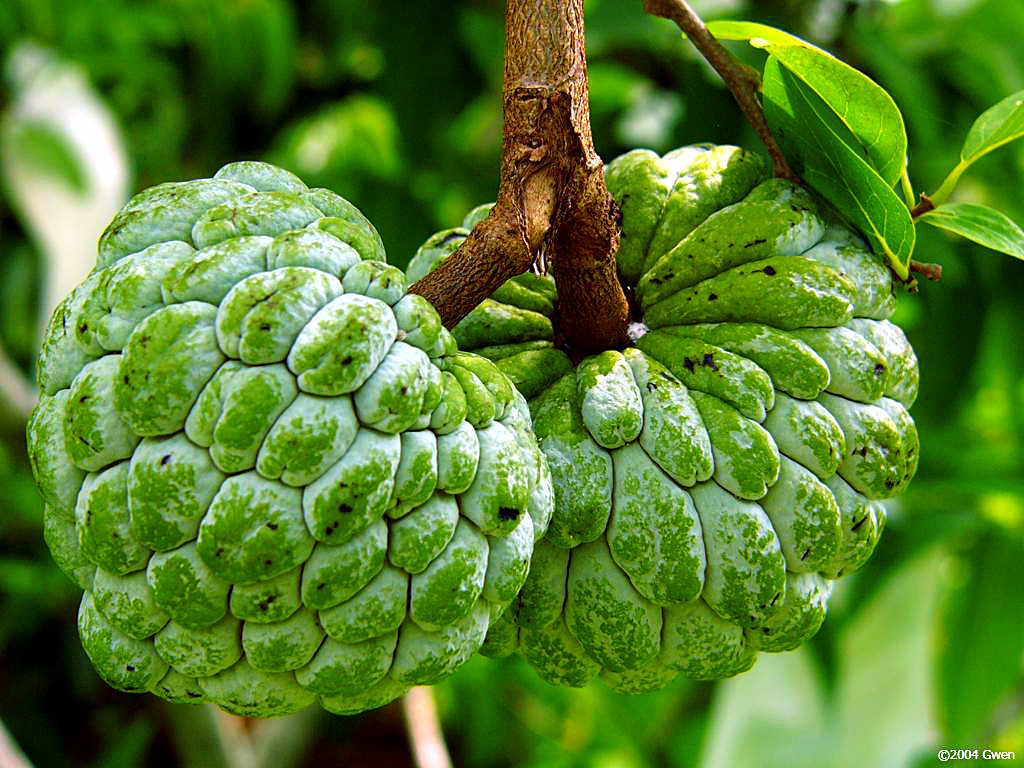 how-to-grow-custard-apple-in-container-sugar-apple-naturebring