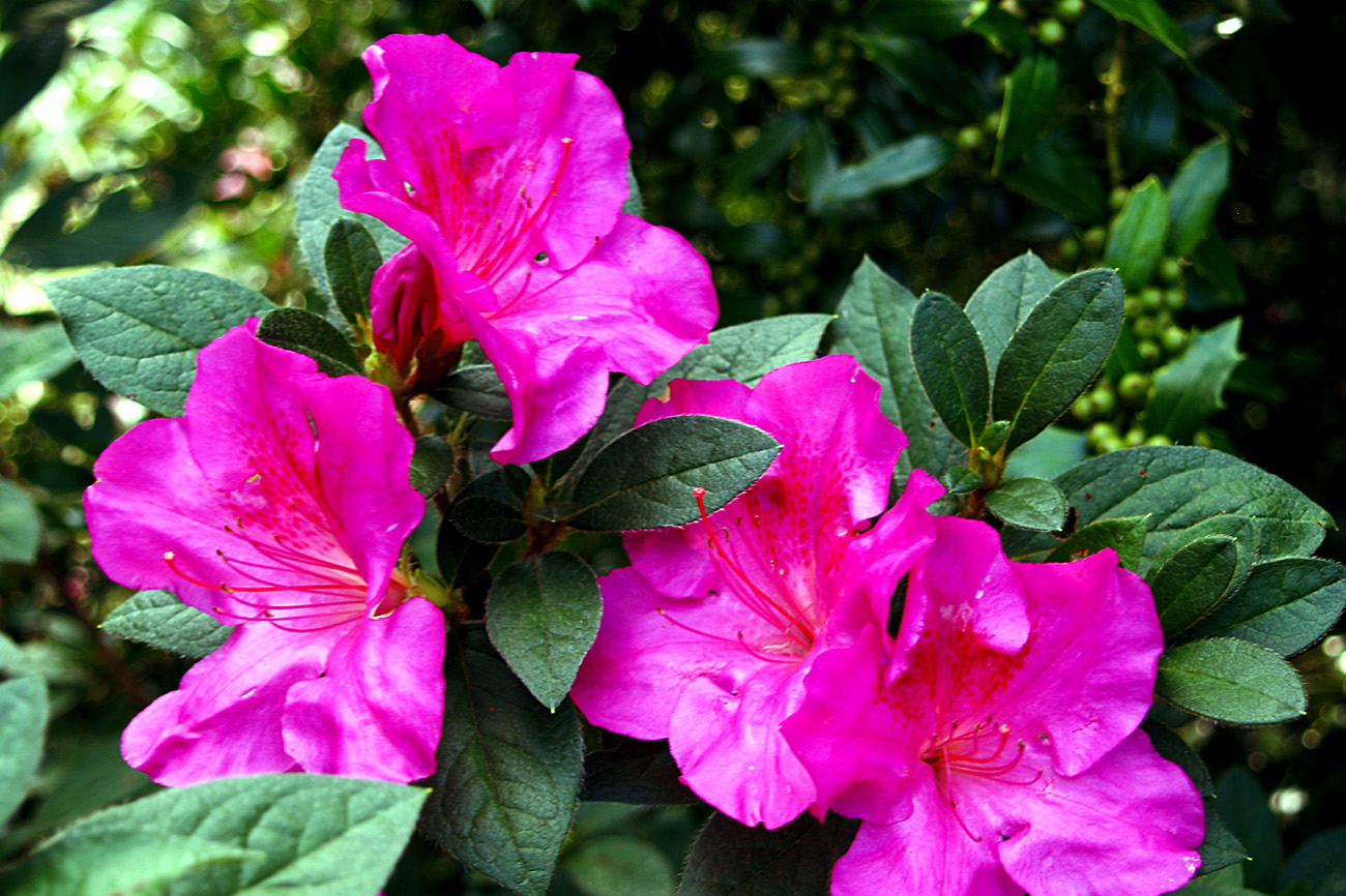 Growing and care Azaleas and Rhododendrons Nature Bring NatureBring