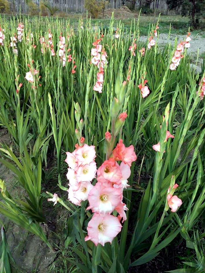 How to Grow Gladiolus Growing Gladiolus plant Gladiolus corms