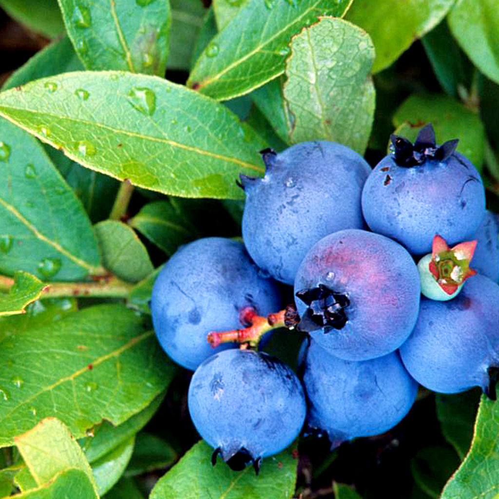 Growing Blueberry In Containers How To Grow Blueberry NatureBring