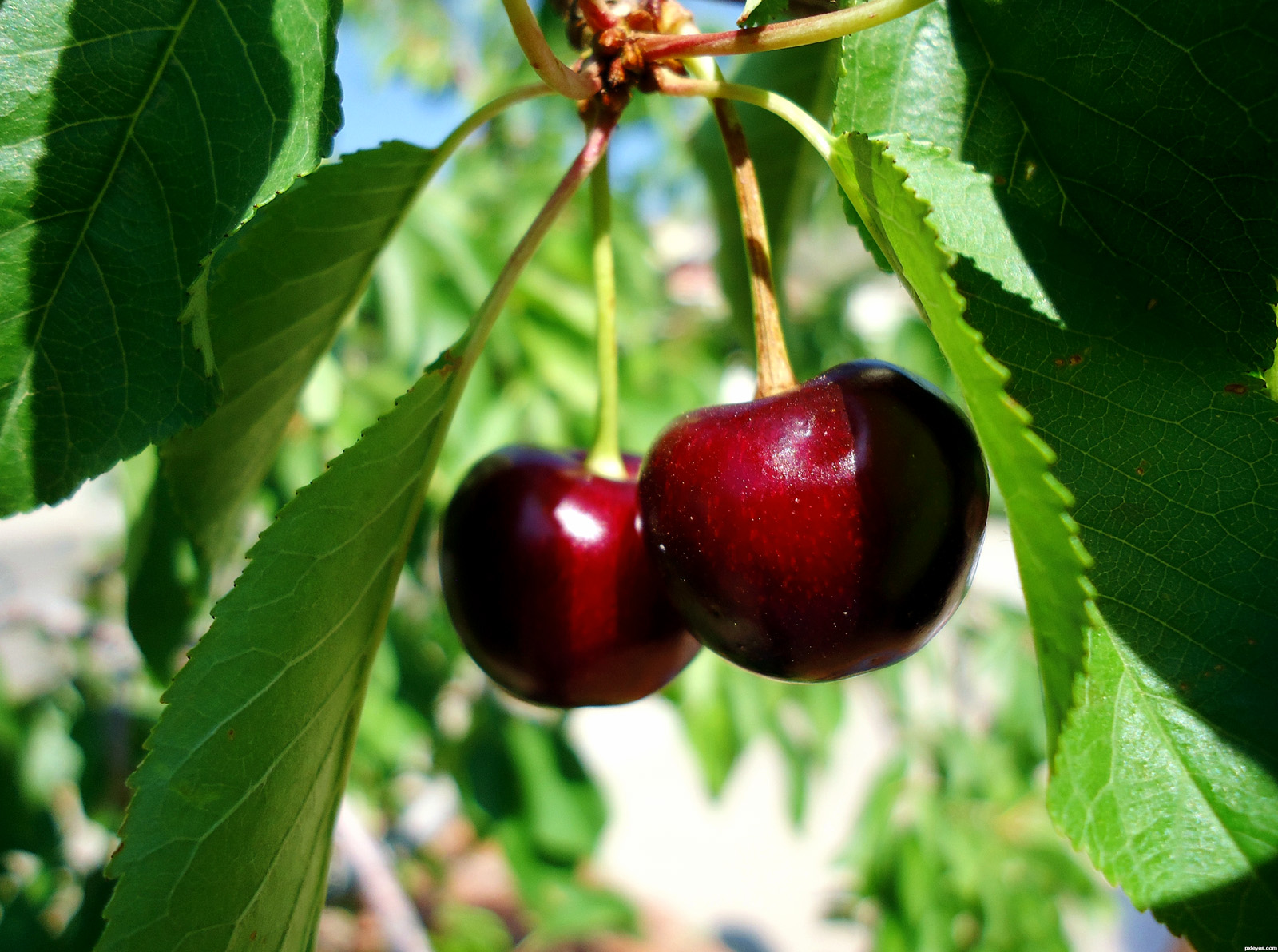 Growing Cherries In Container Easy Tips By Nature Bring NatureBring