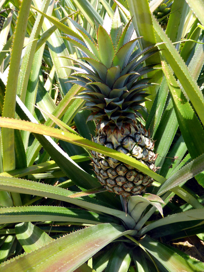 How to grow Pineapple Growing Pineapple plant in