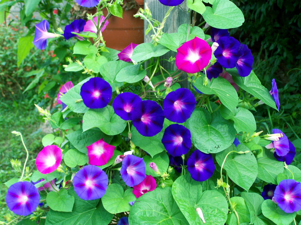 Morning Glories easy growing tips How to grow Morning Glories