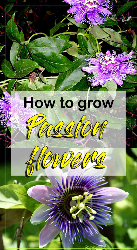 Growing Passion flower How to grow Passion flower in a container