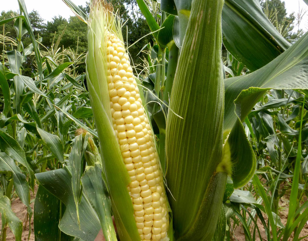 How Much Sweet Corn In An Acre