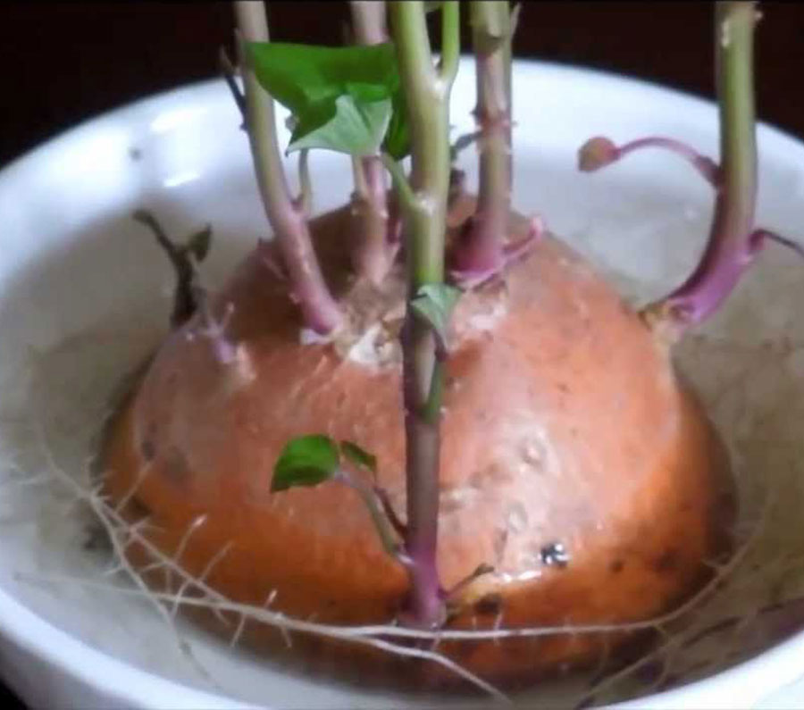 8 Indoor plants grow in water Nature Bring NatureBring