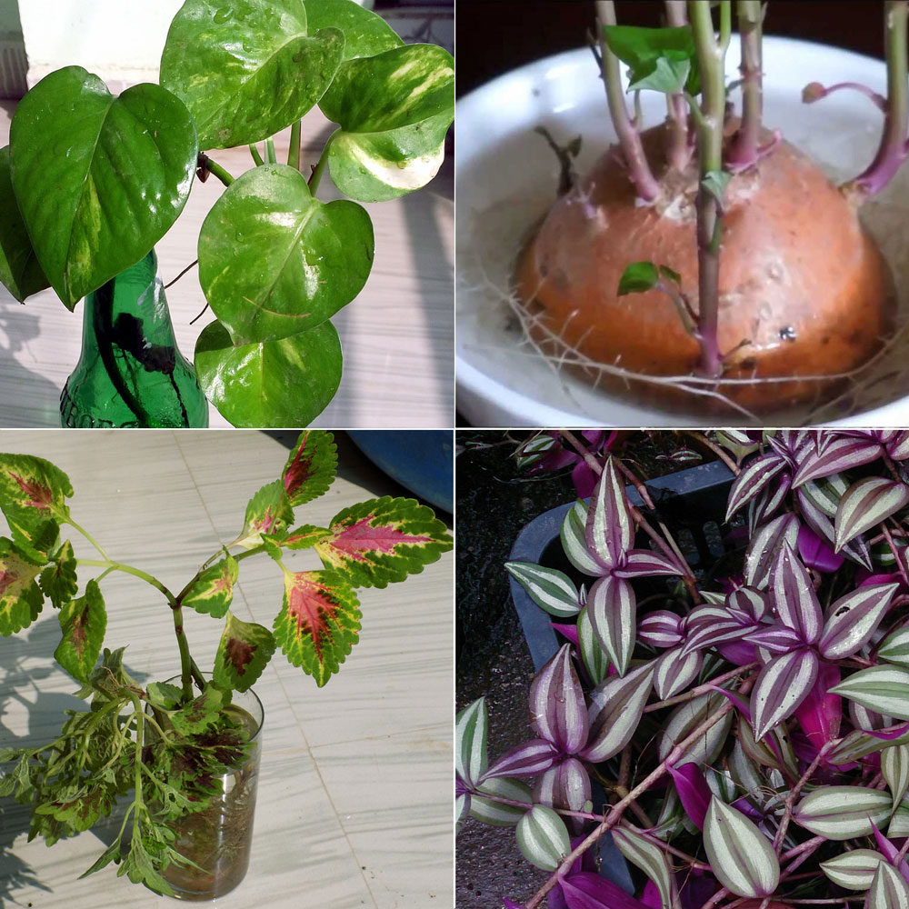 8-indoor-plants-grow-in-water-nature-bring-naturebring