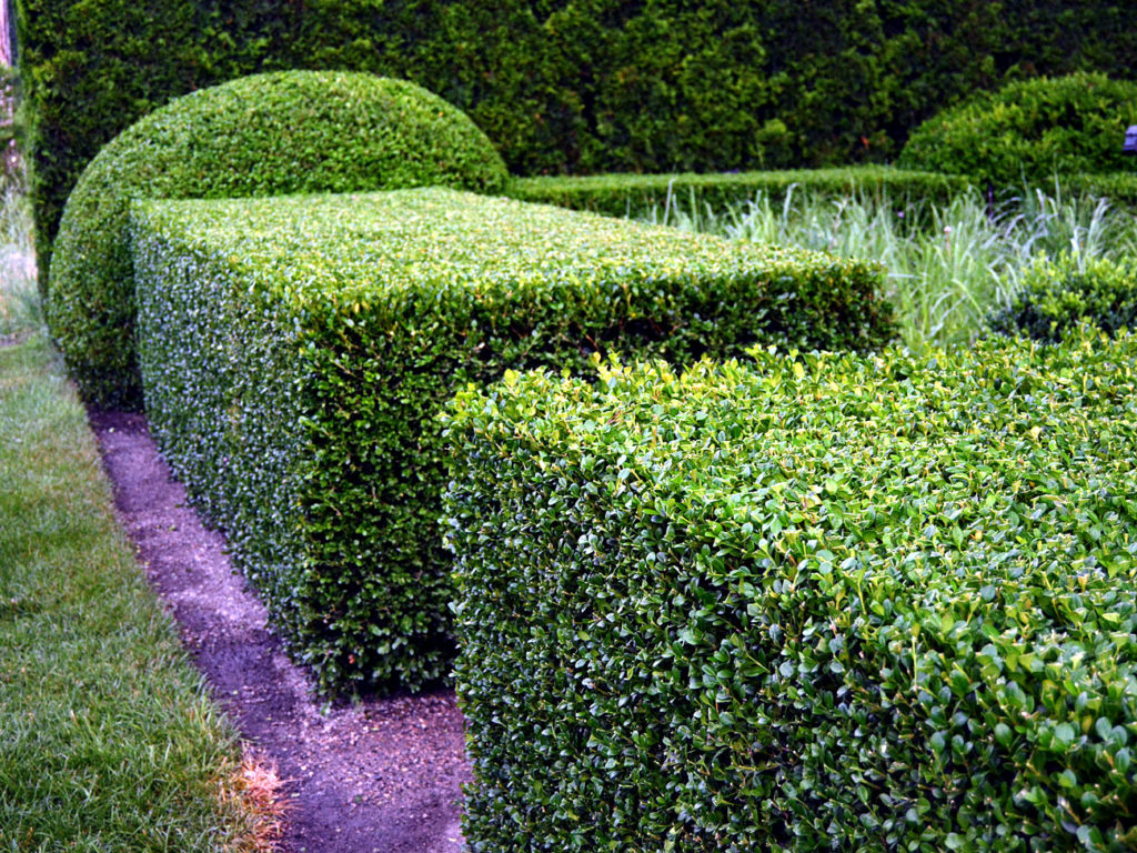 Unique Fence Plant for Simple Design