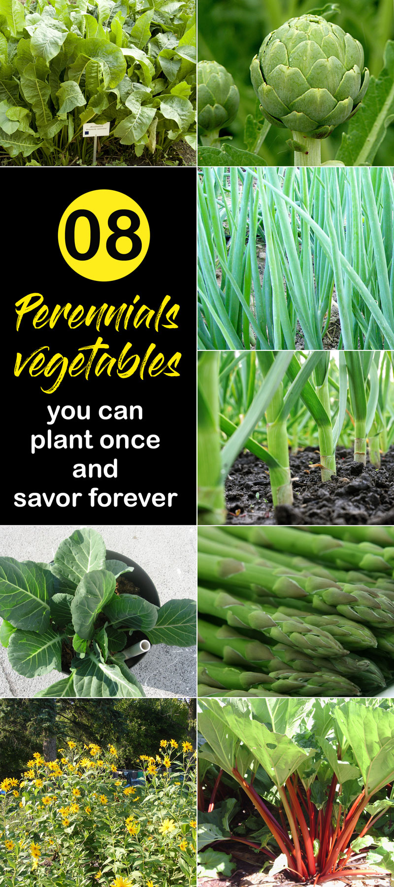 Perennials Vegetable You Can Plant Once And Savor Forever