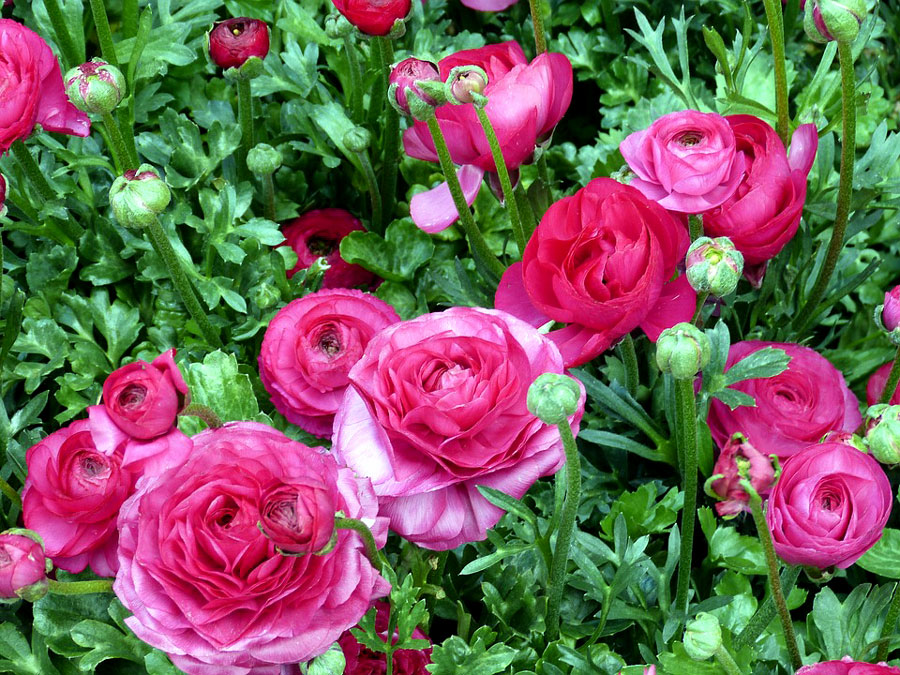 How to grow and care Ranunculus flower | Growing Buttercup plants