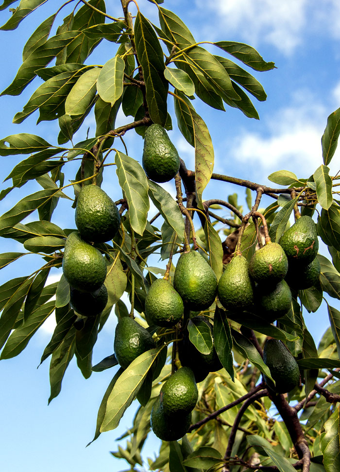How To Grow Avocado Tree Growing An Avocado Tree In Containers 