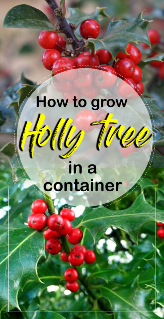 Holly tree