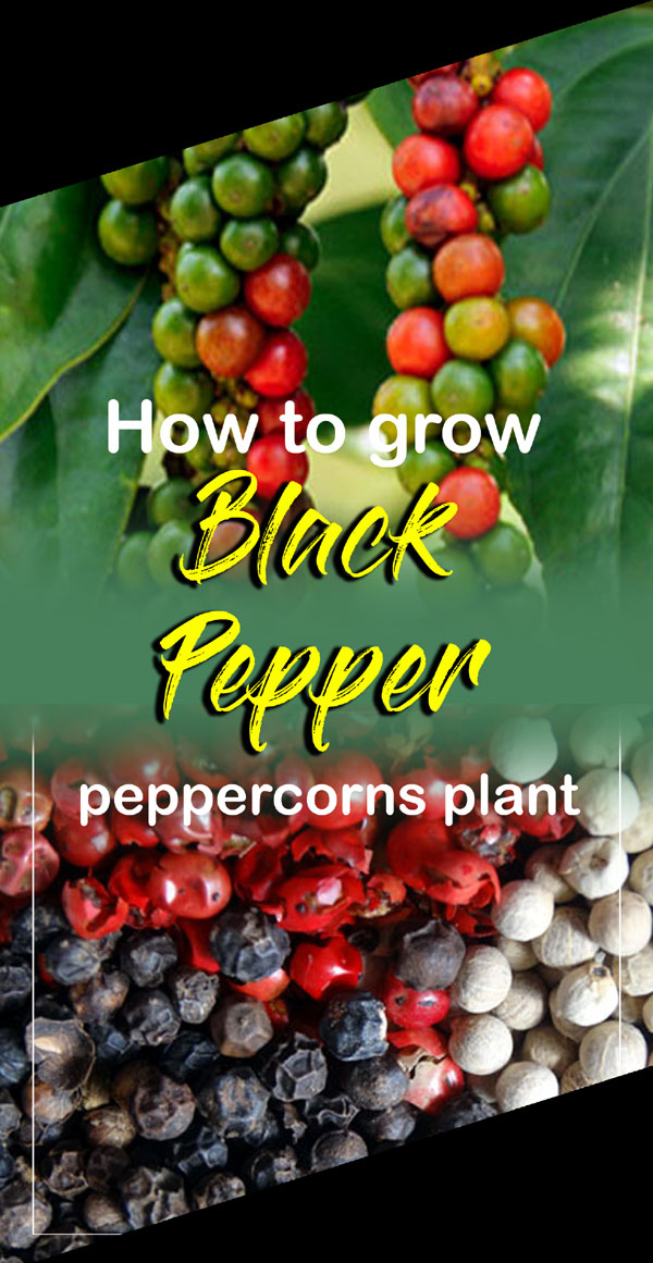 How to grow Black Pepper Growing peppercorns plant