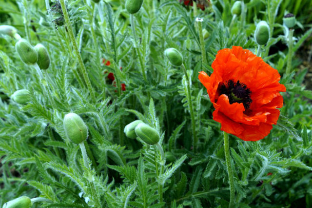 How To Grow Poppies Growing Poppies In Pots Papaver Naturebring