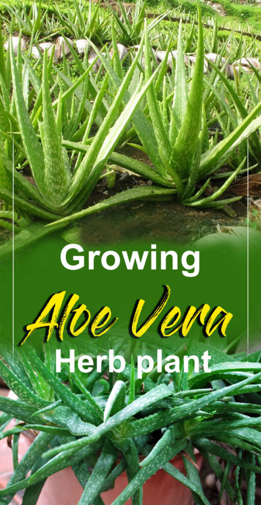 Aloe Vera | how to grow aloe vera