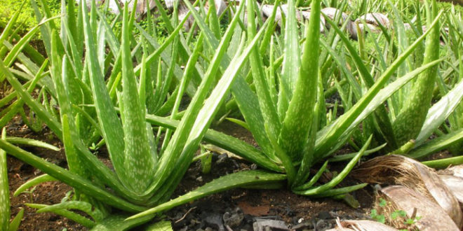How To Grow Aloe Vera Growing Aloe Vera Plant In Pots Aloe