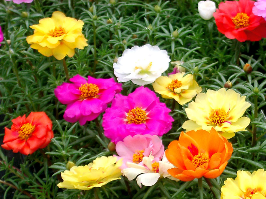 Portulaca grandiflora growing tips | Moss rose plants care