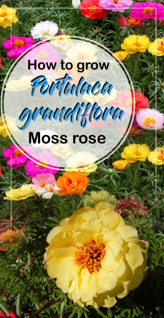 Portulaca grandiflora | Mexican rose | Moss rose plants