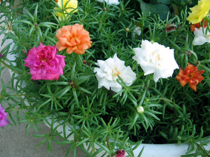 Portulaca grandiflora | Mexican rose | Moss rose plants