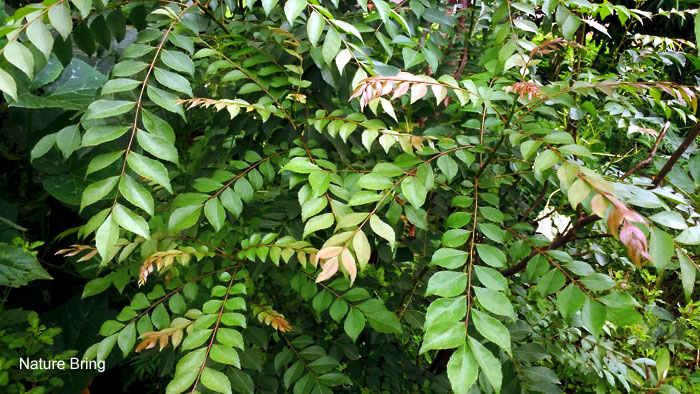  health benefits for curry leaves | curry leaves