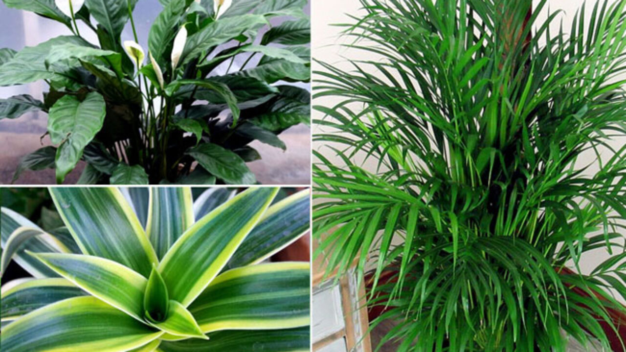 9 Best air purifying plants | Air cleaning plants | Nasa plants -  Naturebring