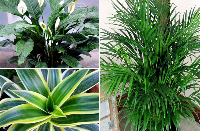 9 Best air purifying plants | Air cleaning plants | Nasa plants