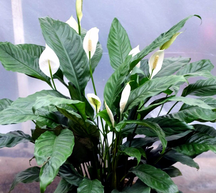 8 Best Air purifier houseplants Beast air purifying indoor plants NatureBring