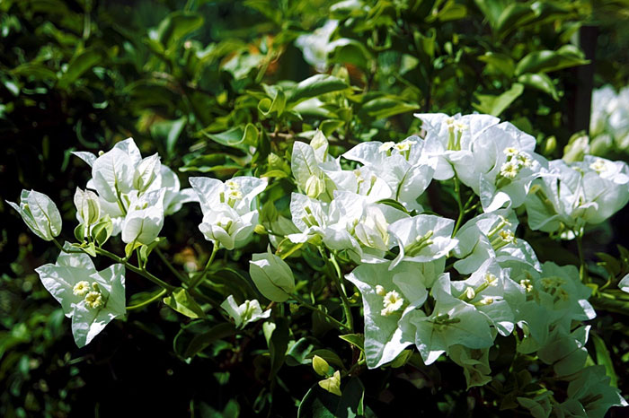 Climbing plants