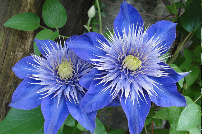  Climbing plants