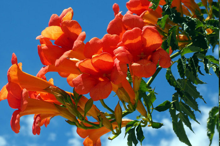 Climbing plants 