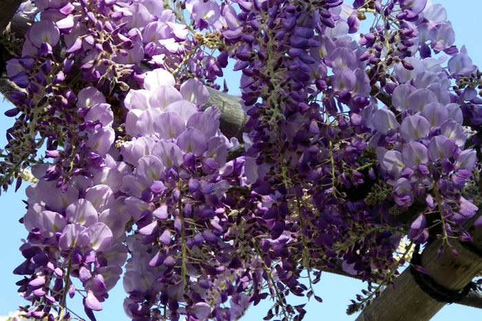 climbing plant