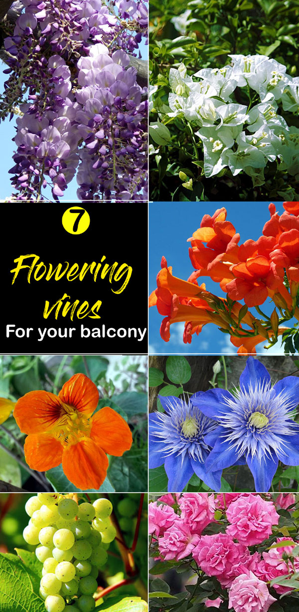Climbing plants | flowering vines | creepers