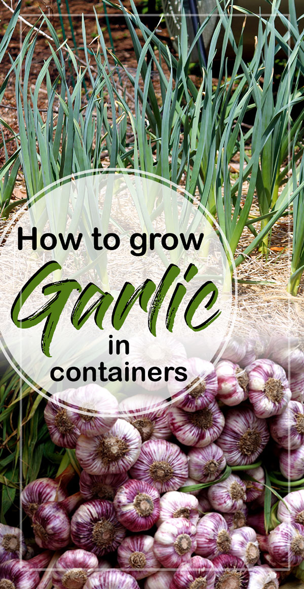 Growing Garlic plant | How to grow garlic in a pot | Garlic care