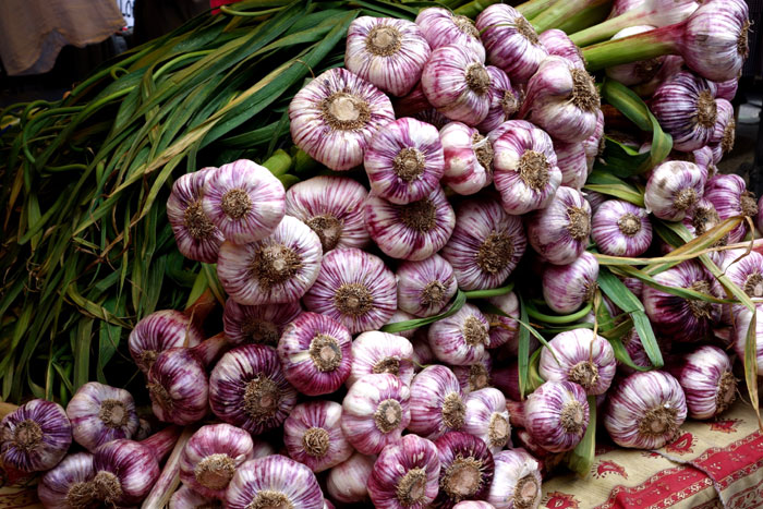 Garlic | Growing Garlic