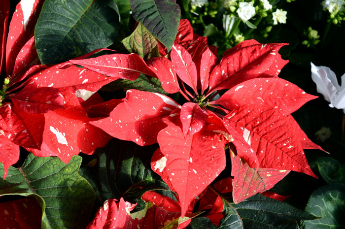 Poinsettia