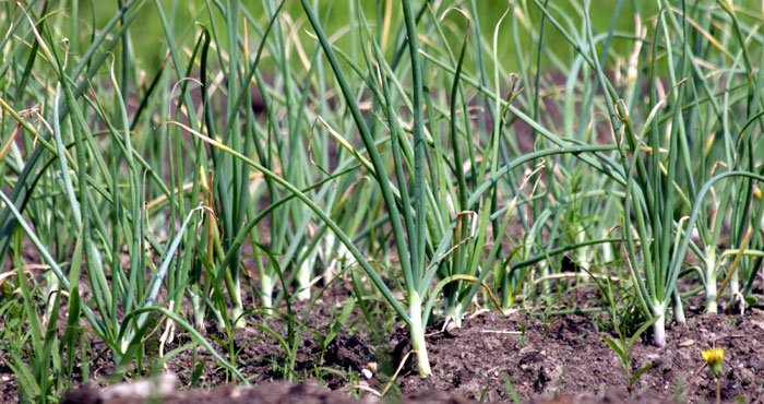 Growing Garlic plant