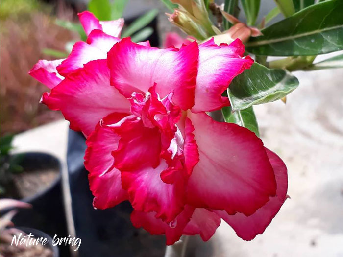 Adenium plant | Desrt Rose plants