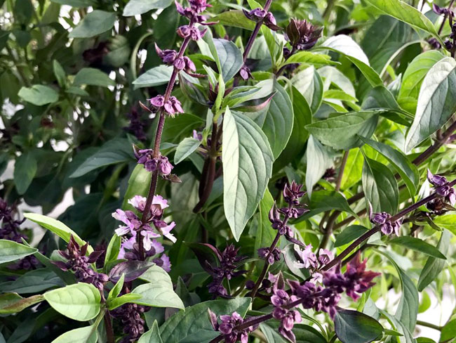 Mosquito Repellent plants