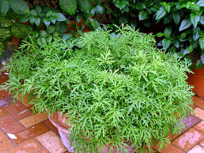 Mosquito Repellent plants