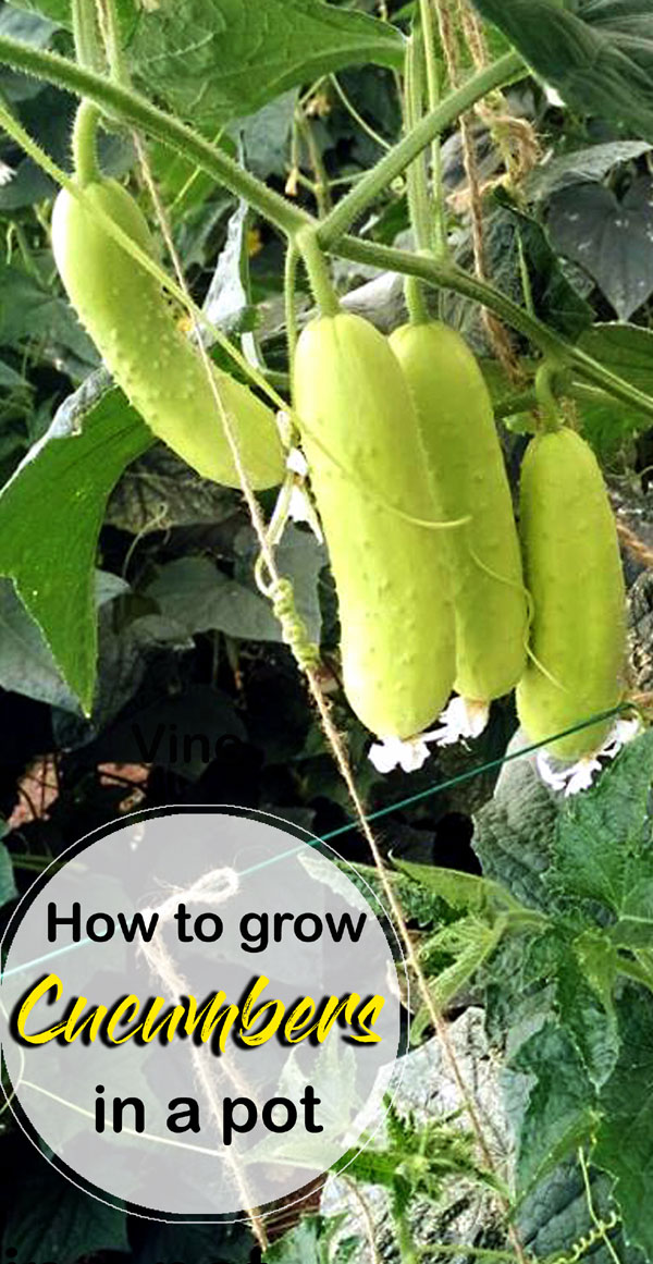 How to Grow Cucumbers in a Pot