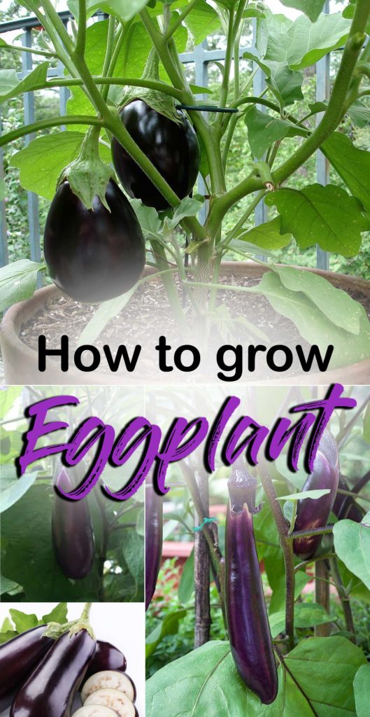 Growing Eggplant | Eggplant in a pot | Aubergine | Brinjal